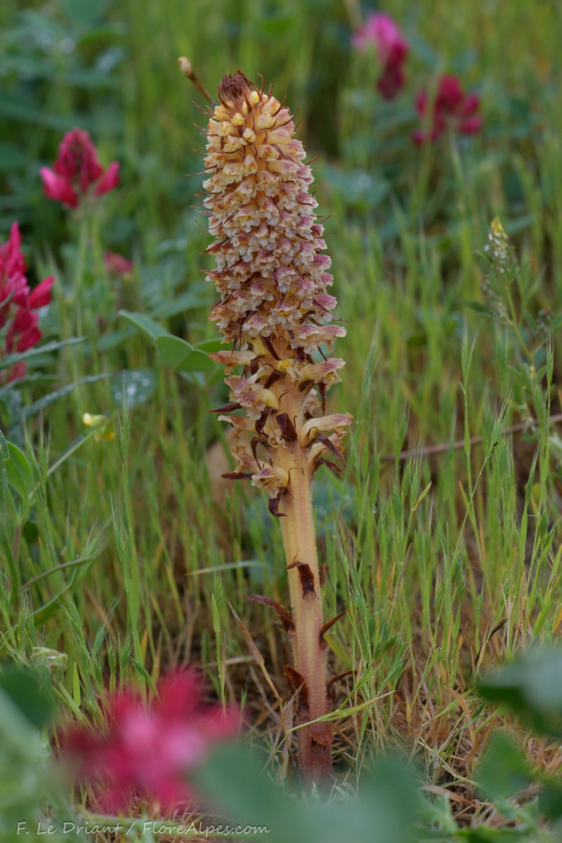 Orobanche australis photo 3