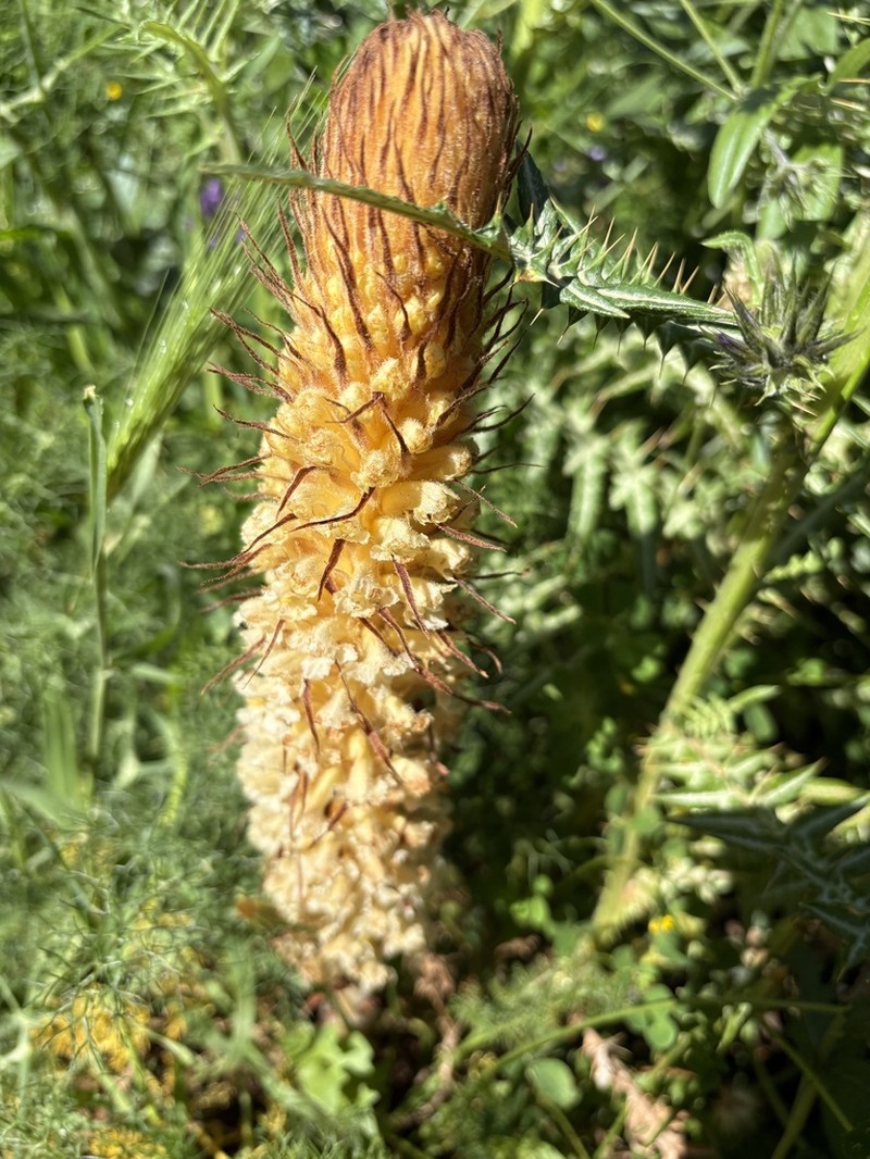 Orobanche australis photo 4