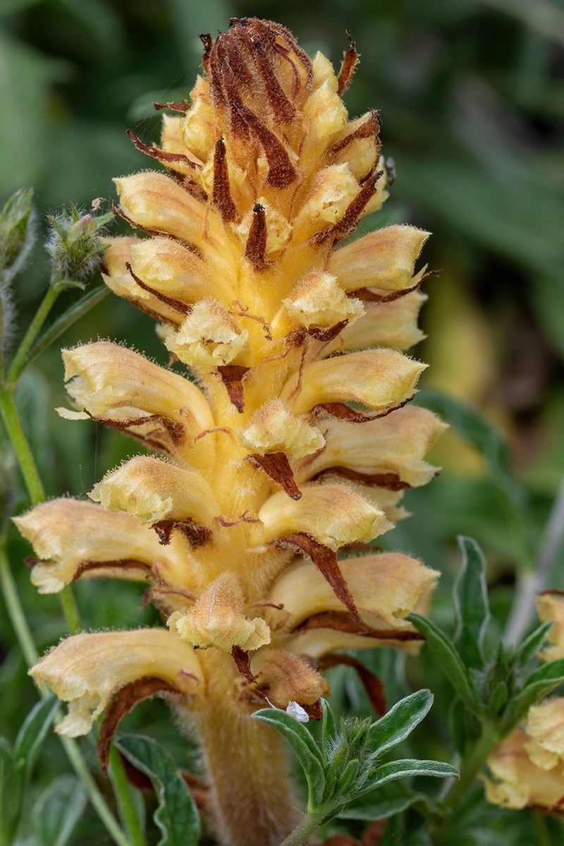 Orobanche australis photo 5