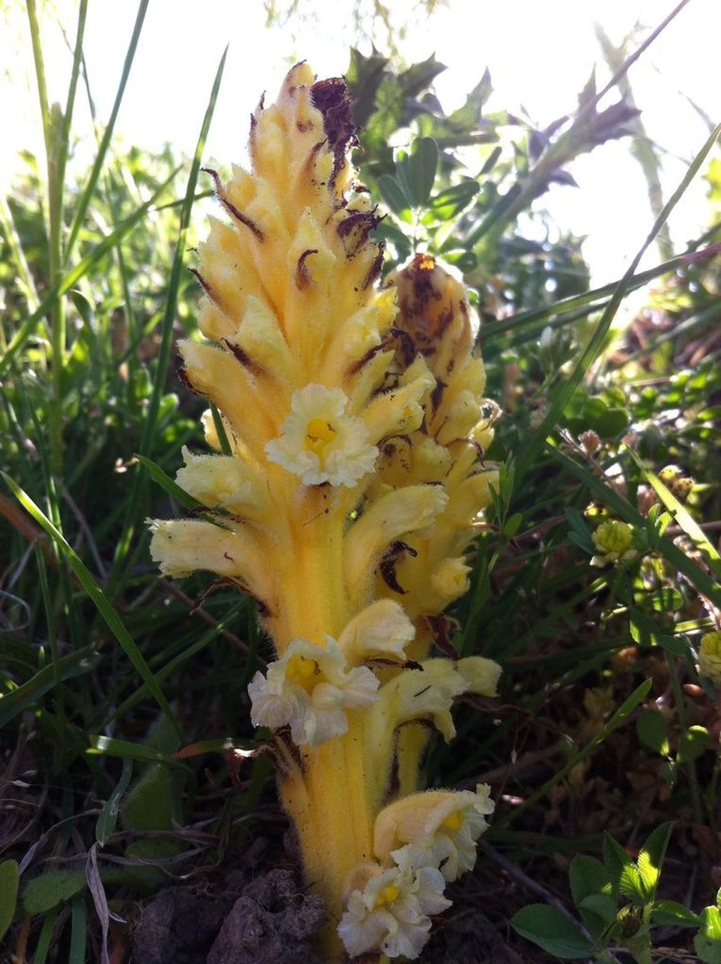 Orobanche australis photo 6