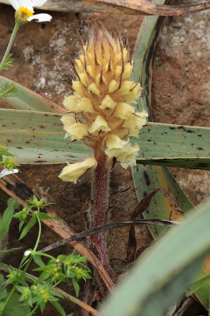 Orobanche australis photo 7