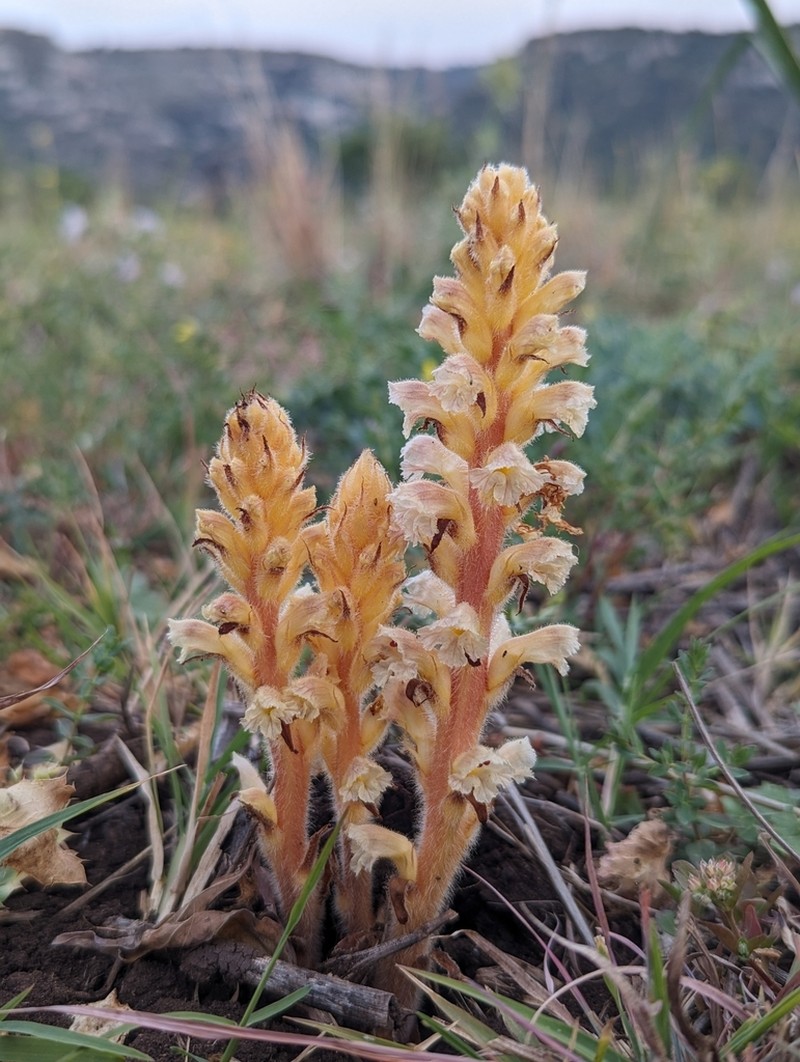 Orobanche australis photo 8
