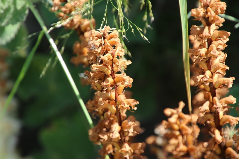 Orobanche ballotae