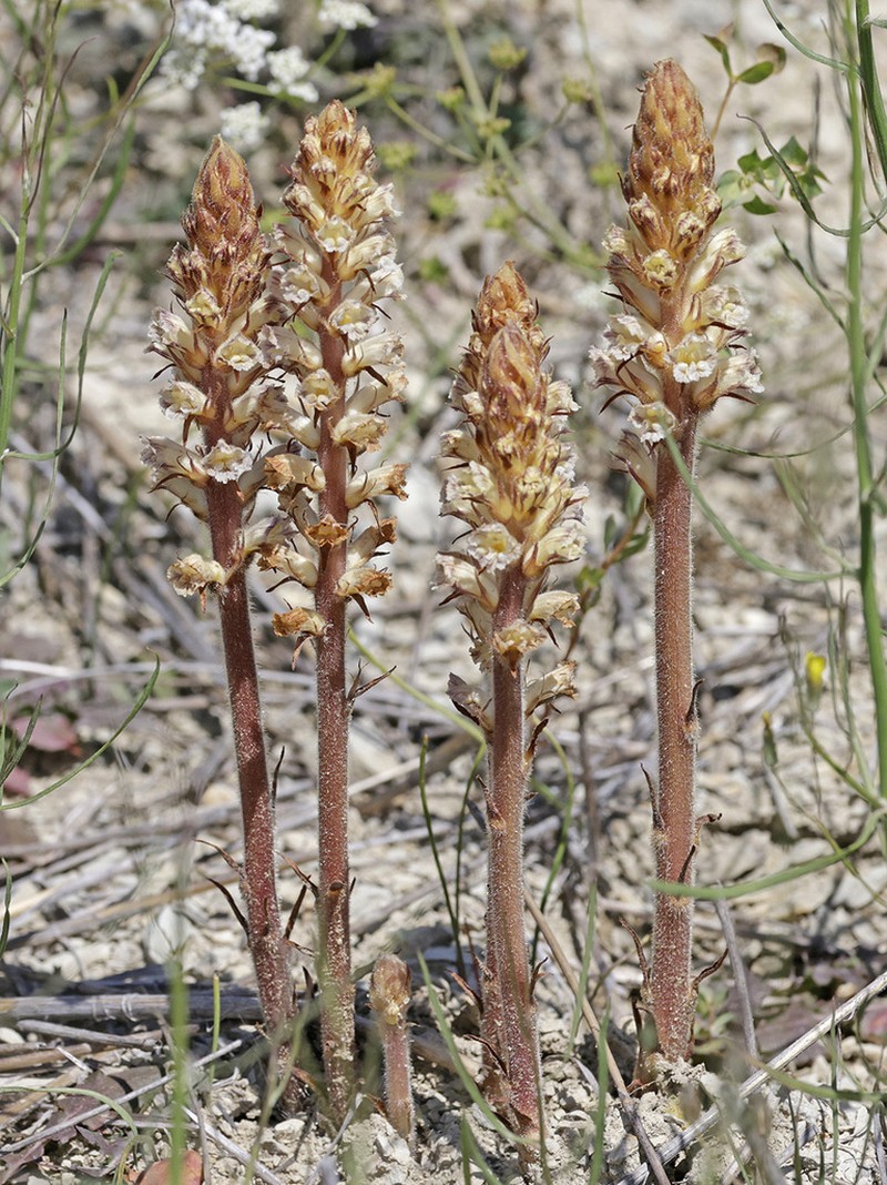 Orobanche ballotae photo 2