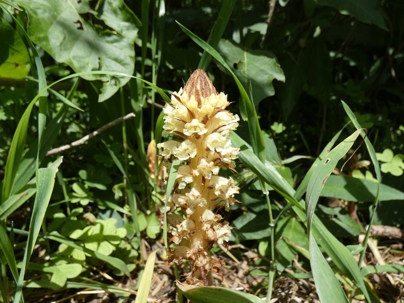 Orobanche ballotae photo 3