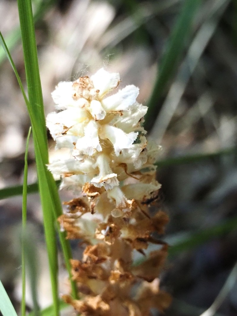 Orobanche ballotae photo 4