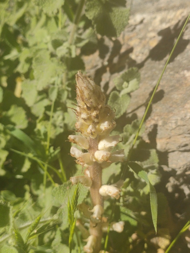 Orobanche ballotae photo 5