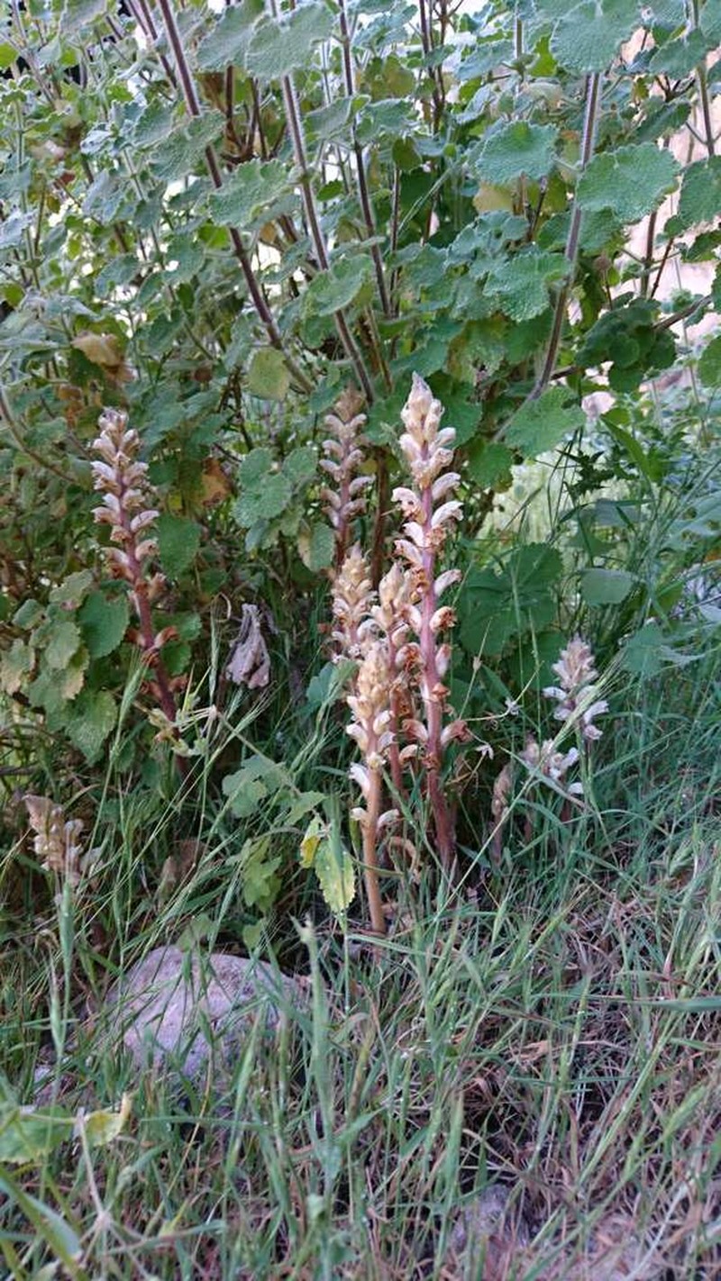 Orobanche ballotae photo 6