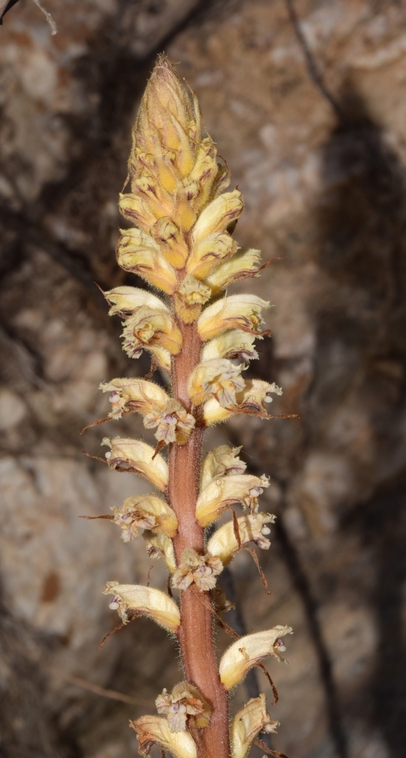Orobanche ballotae photo 7