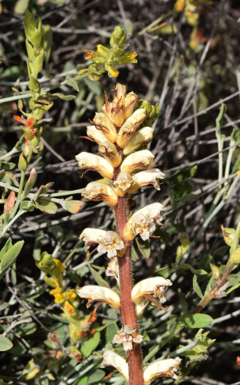 Orobanche ballotae photo 8