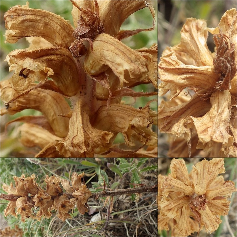 Orobanche balsensis