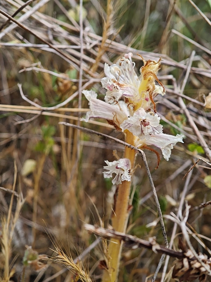 Orobanche balsensis photo 2