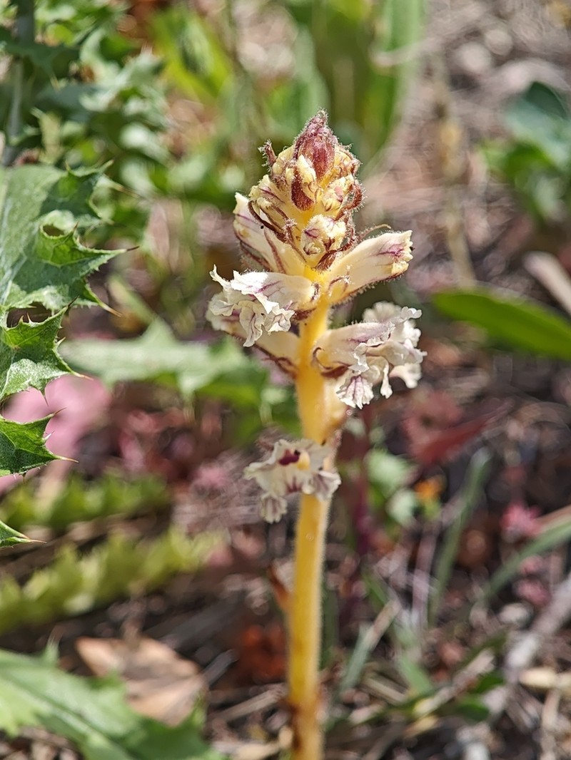 Orobanche balsensis photo 3