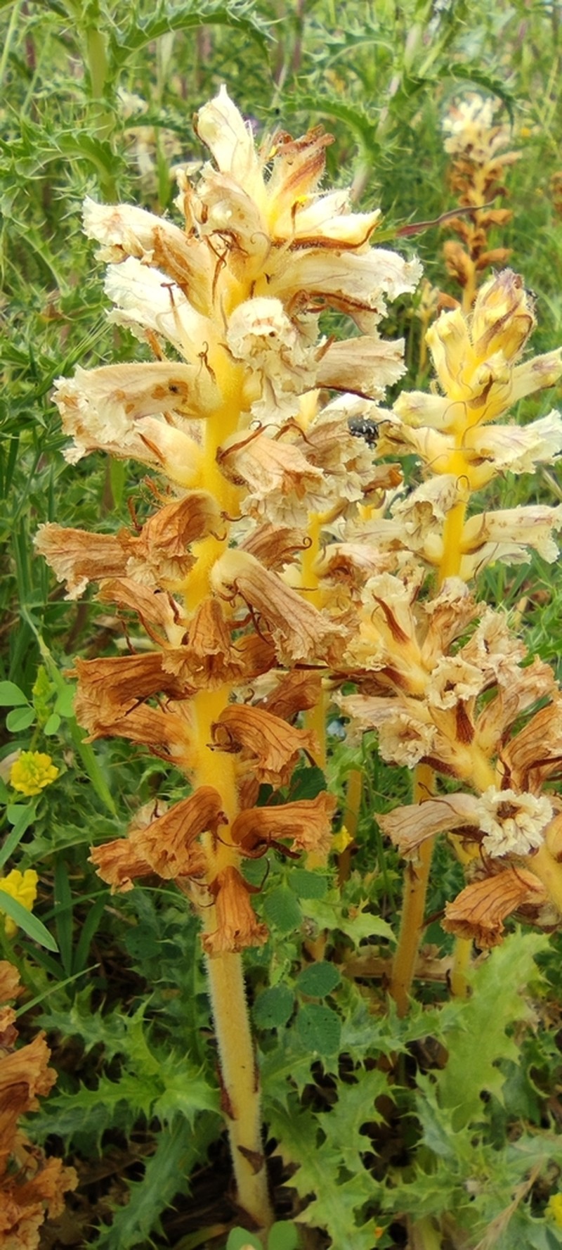 Orobanche balsensis photo 4