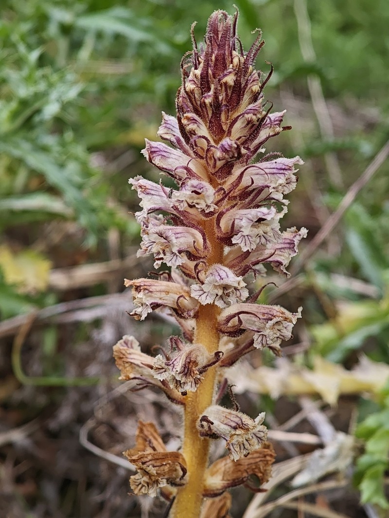 Orobanche balsensis photo 5