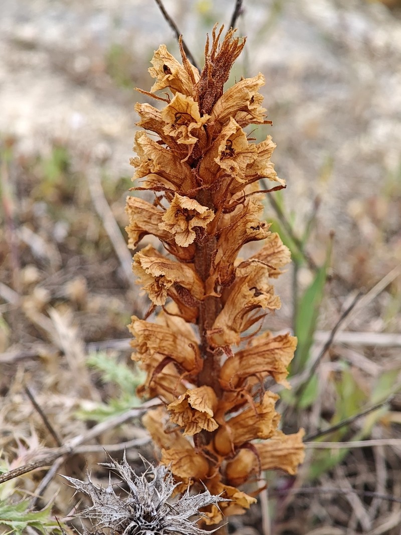 Orobanche balsensis photo 6