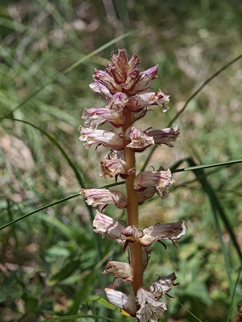 Orobanche balsensis photo 7