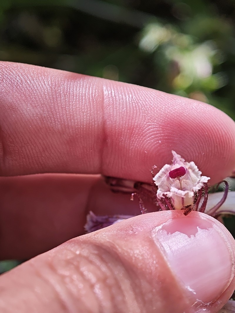 Orobanche balsensis photo 8