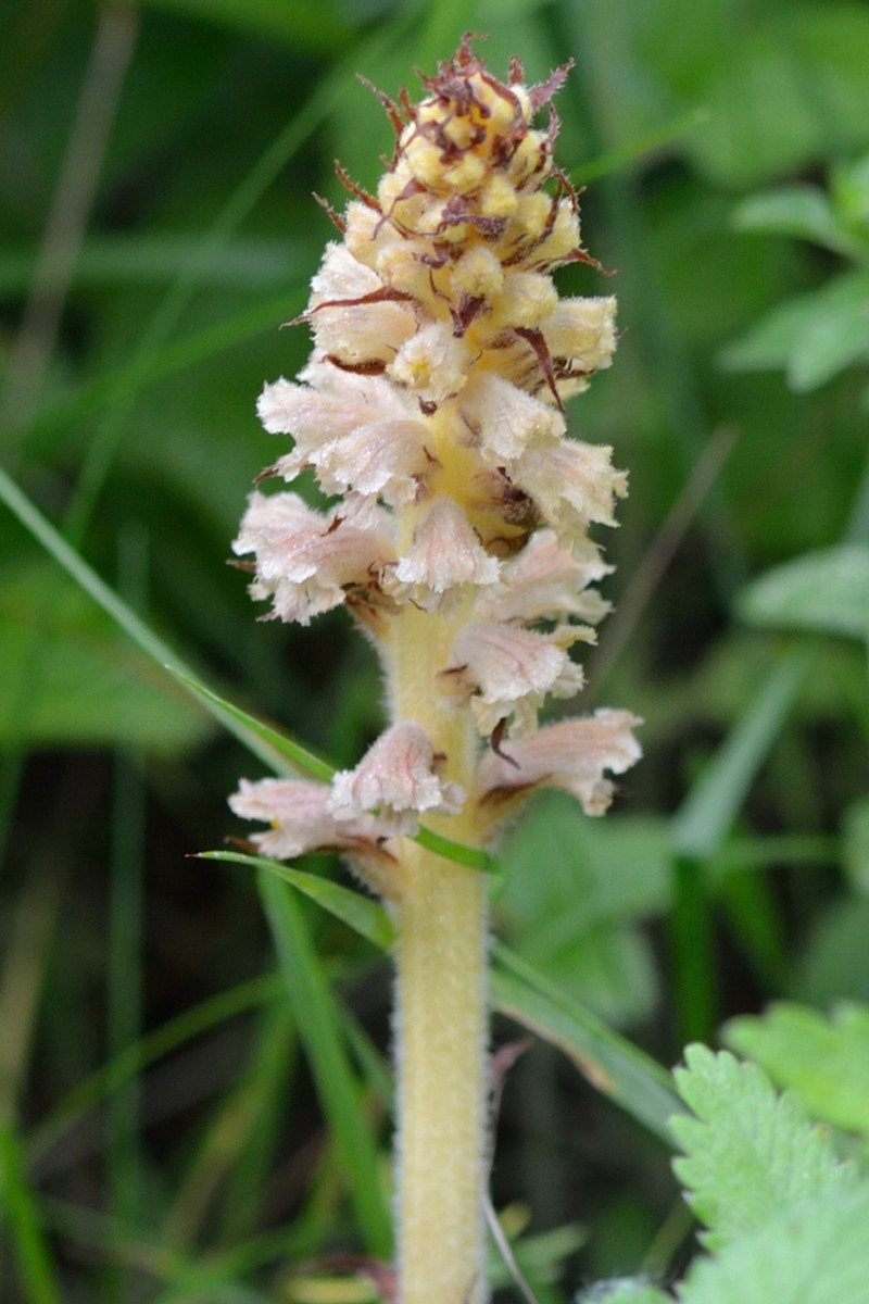 Orobanche bartlingii photo 2