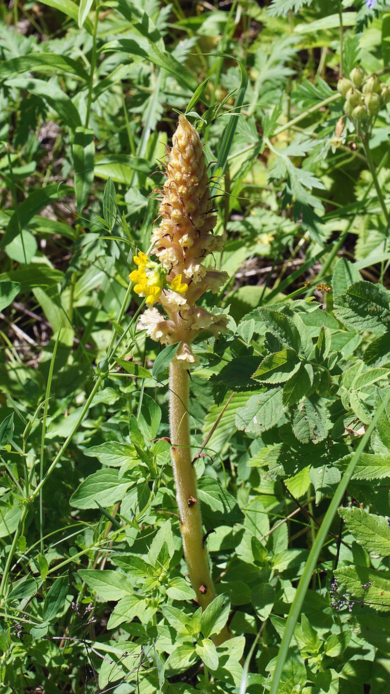 Orobanche bartlingii photo 3