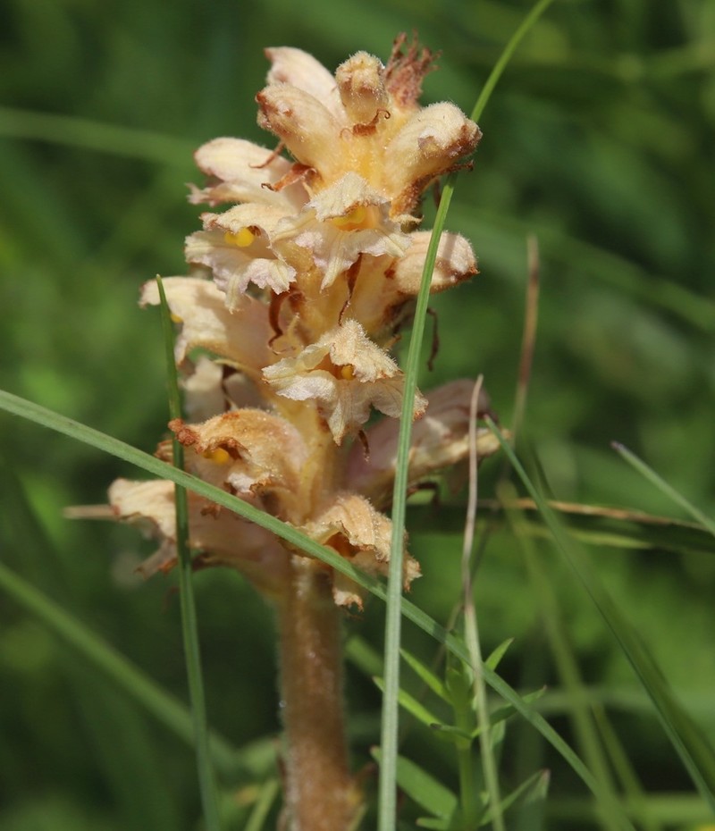 Orobanche bartlingii photo 4
