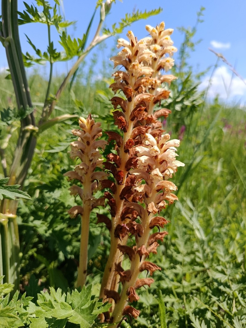 Orobanche bartlingii photo 5