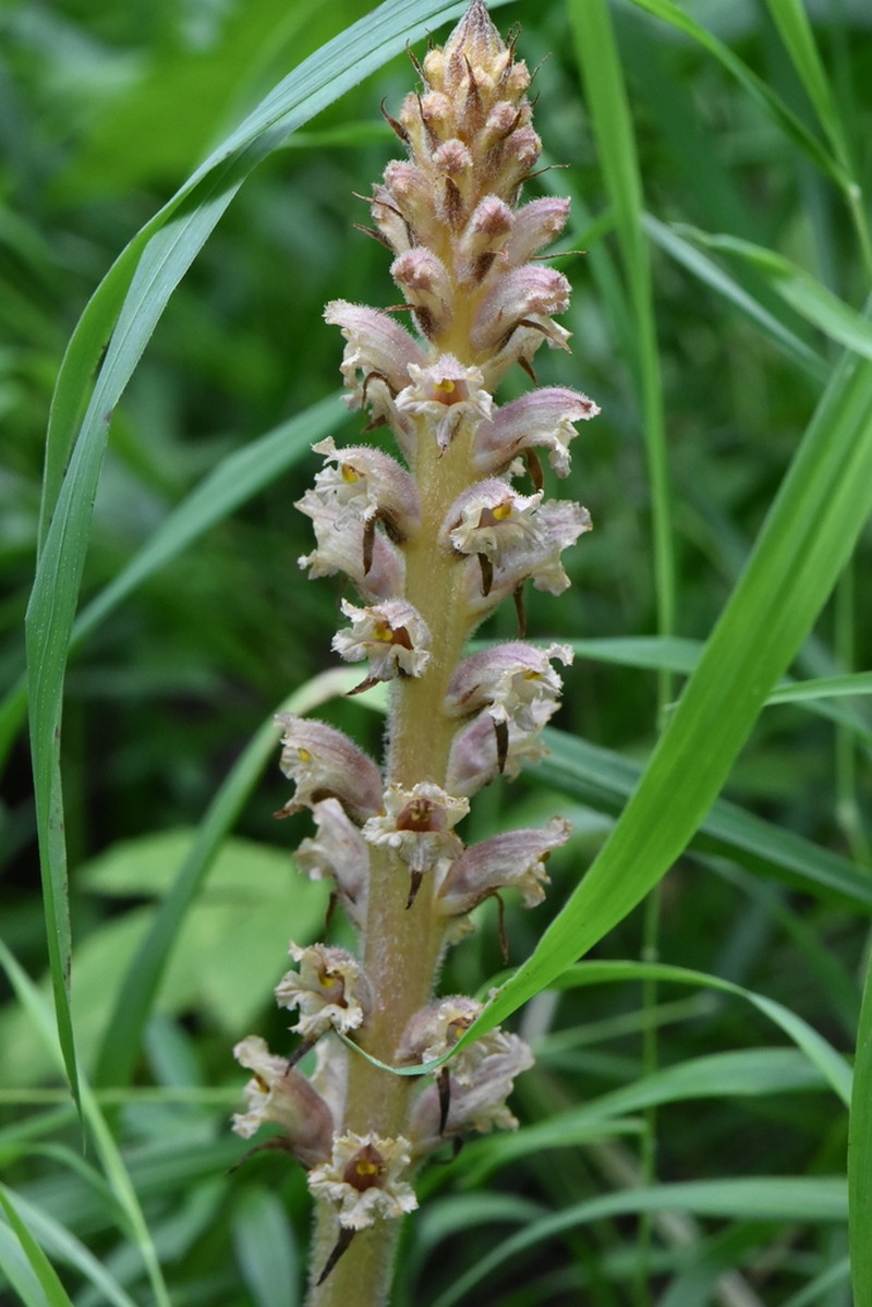 Orobanche bartlingii photo 6
