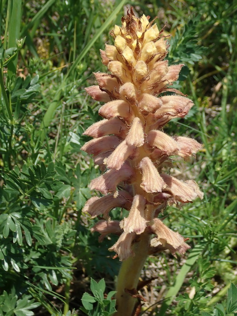 Orobanche bartlingii photo 7