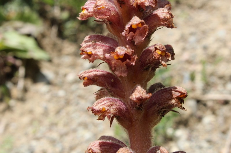 Orobanche bartlingii photo 8