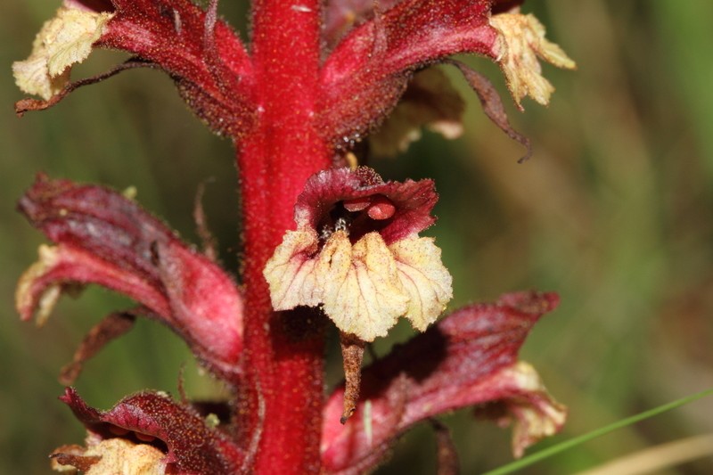 Orobanche baumanniorum