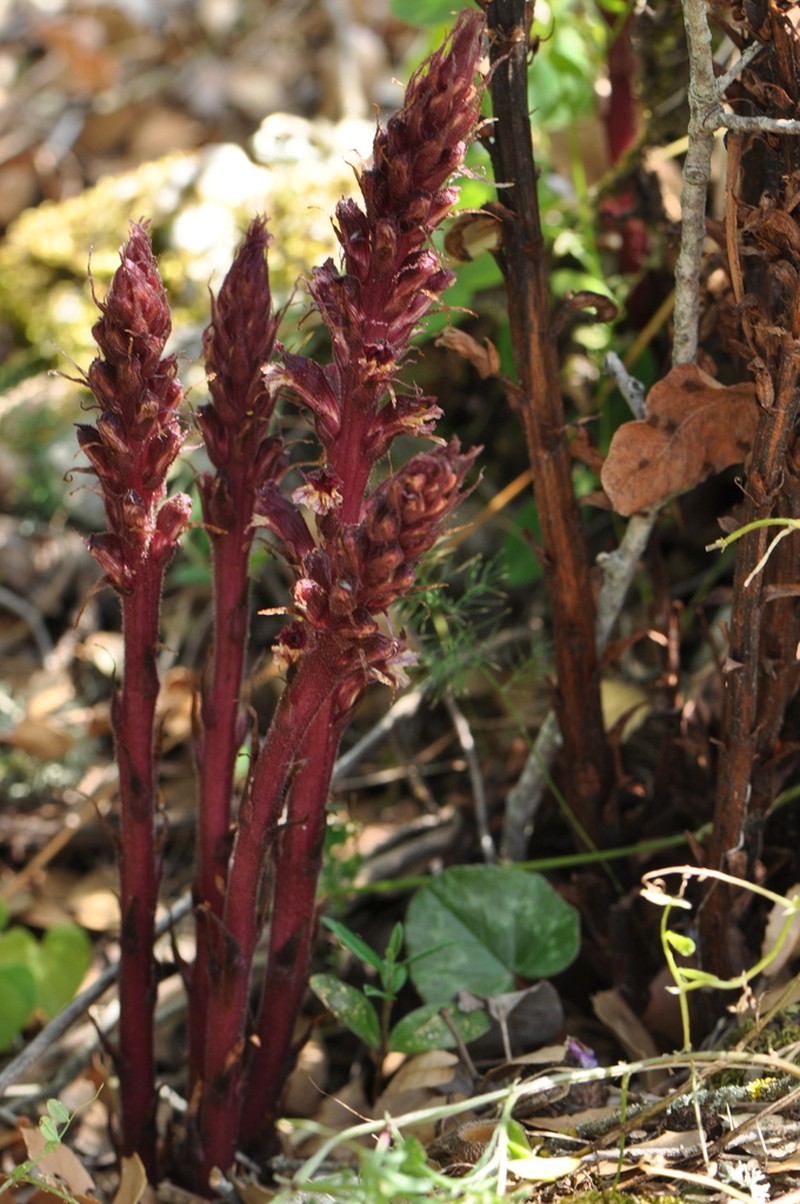 Orobanche baumanniorum photo 2