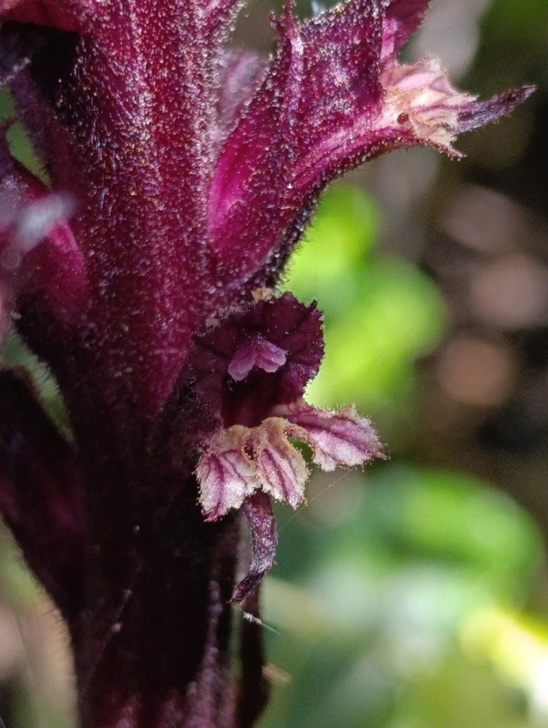 Orobanche baumanniorum photo 3