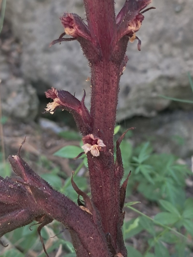Orobanche baumanniorum photo 4