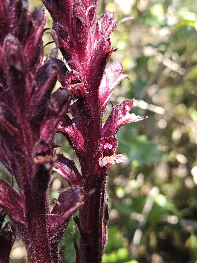 Orobanche baumanniorum photo 5