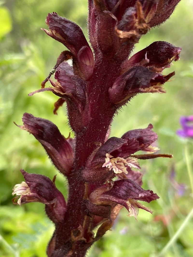 Orobanche baumanniorum photo 6