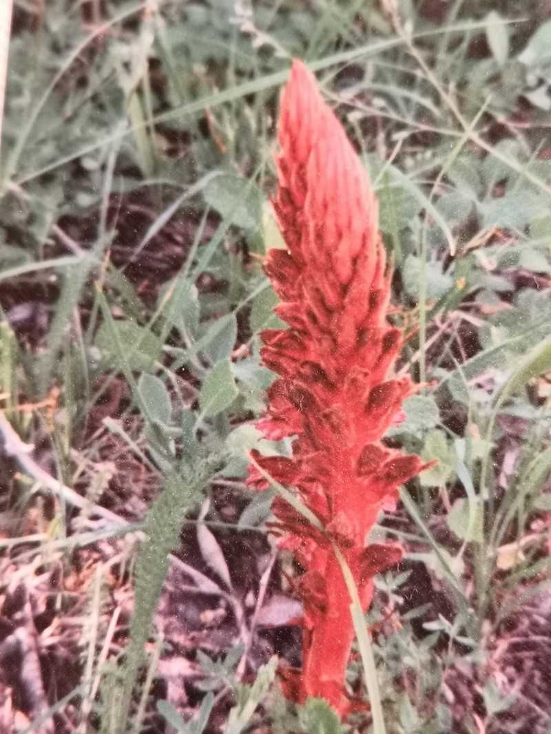 Orobanche baumanniorum photo 7