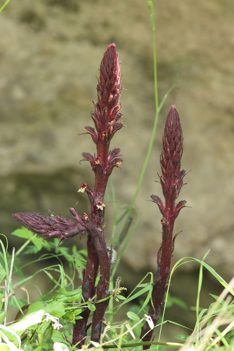 Orobanche baumanniorum photo 8