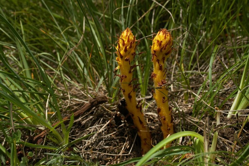 Orobanche beauverdii