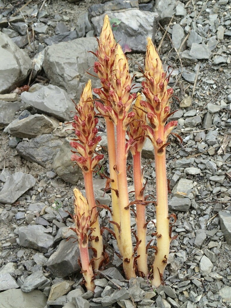 Orobanche beauverdii photo 2