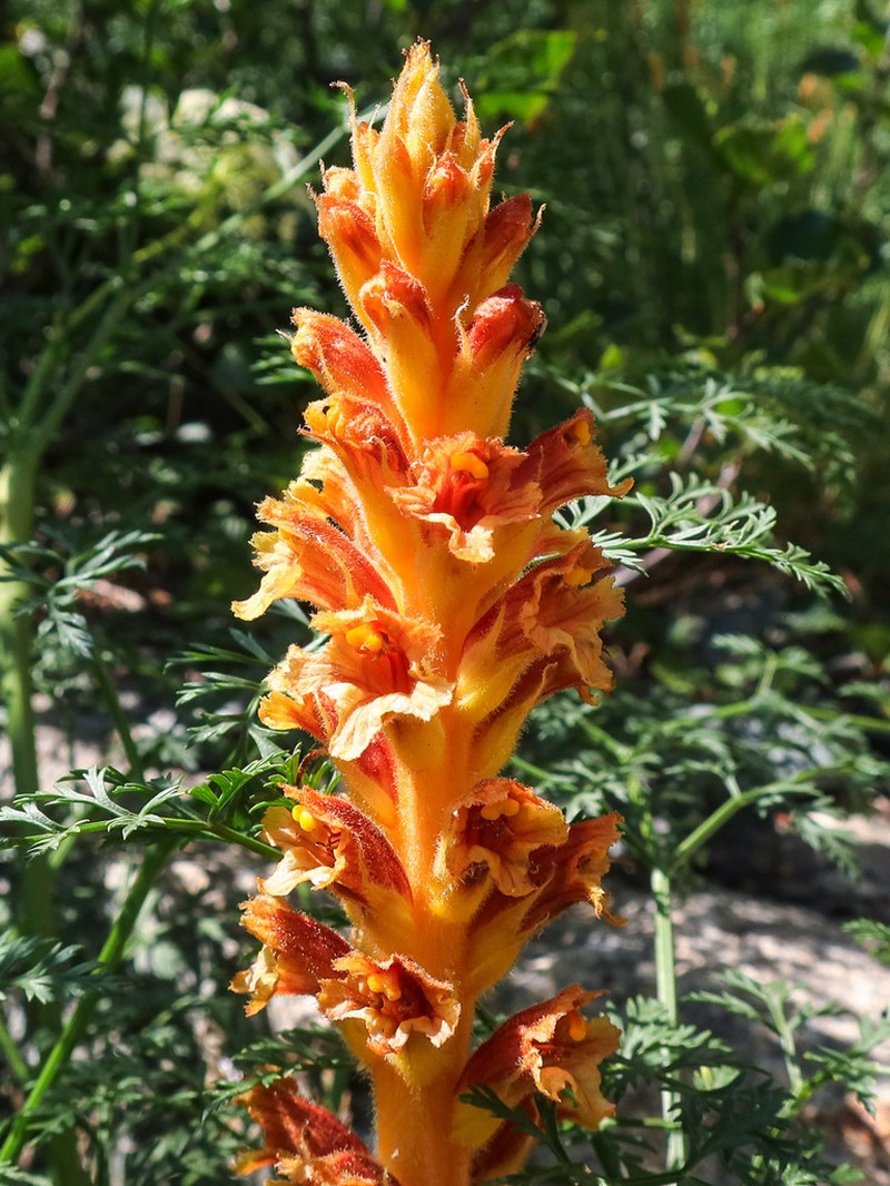 Orobanche beauverdii photo 3