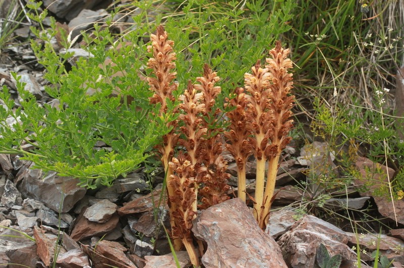 Orobanche beauverdii photo 4