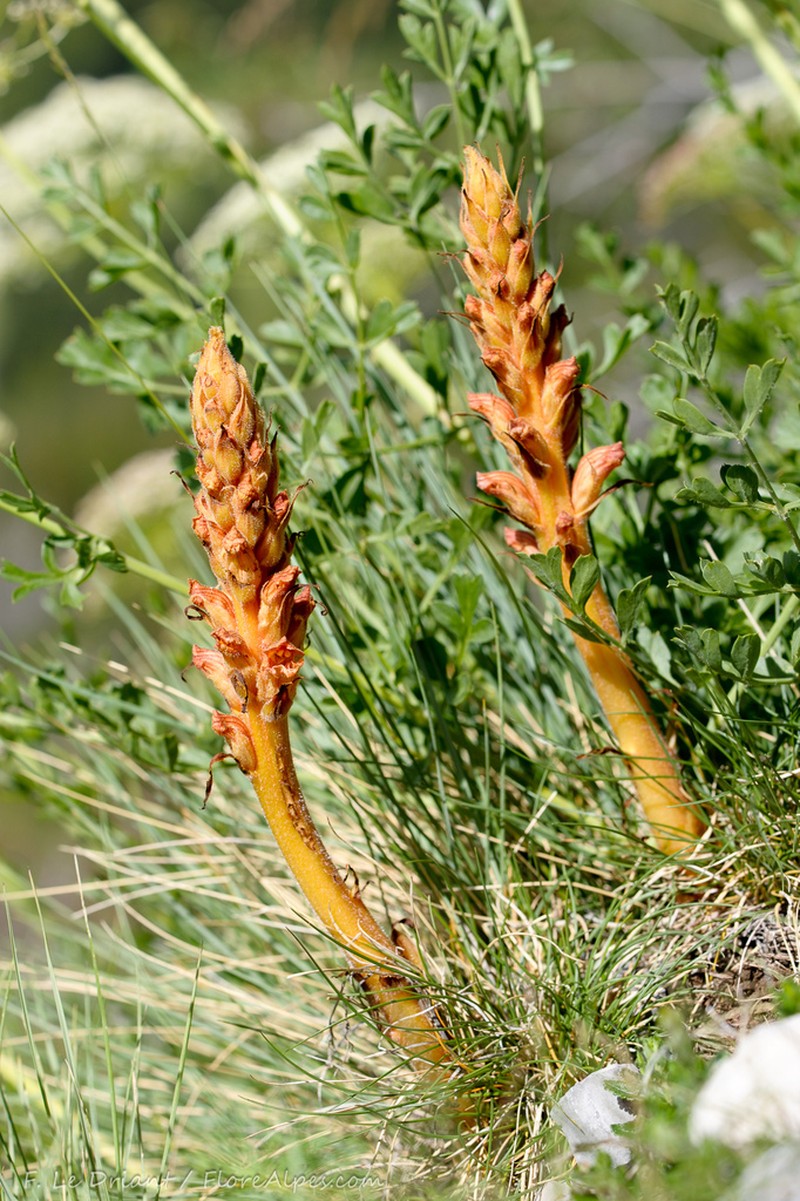 Orobanche beauverdii photo 5