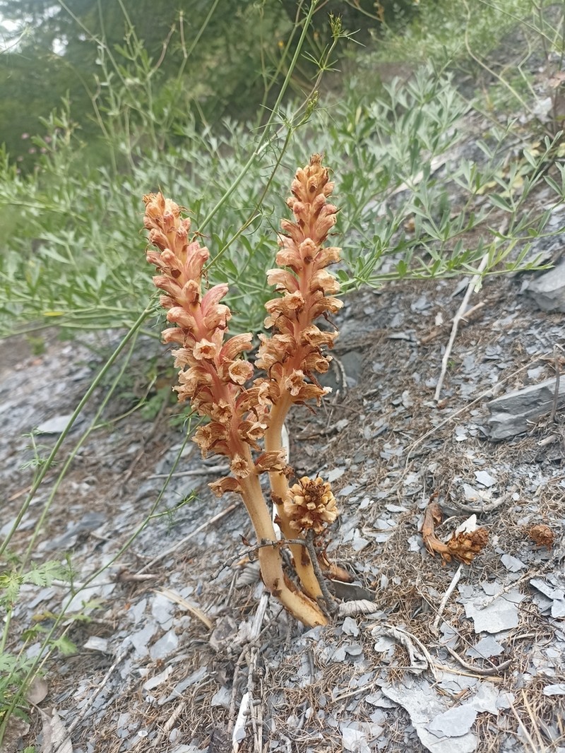 Orobanche beauverdii photo 6