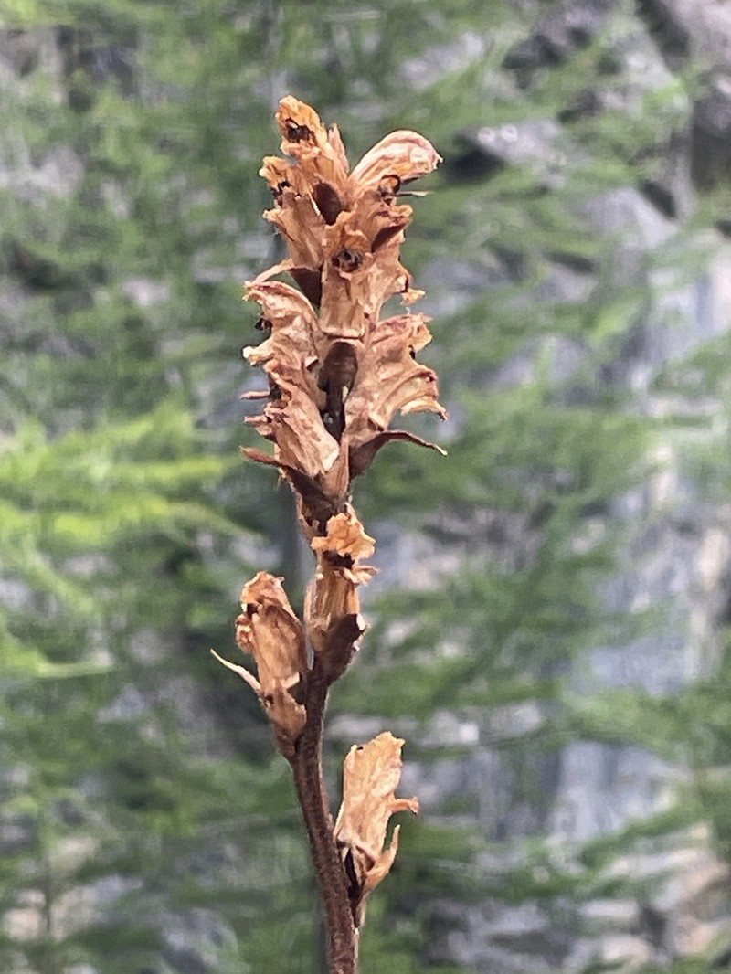 Orobanche beauverdii photo 7