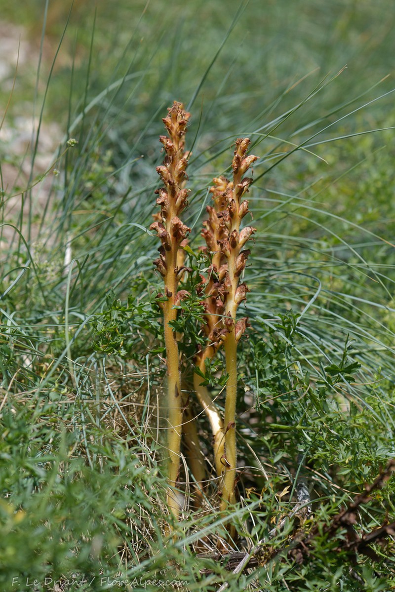 Orobanche beauverdii photo 8