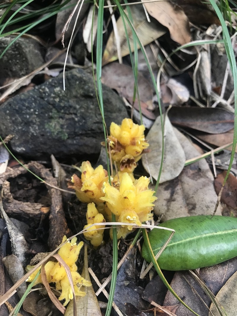 Orobanche boninsimae photo 3