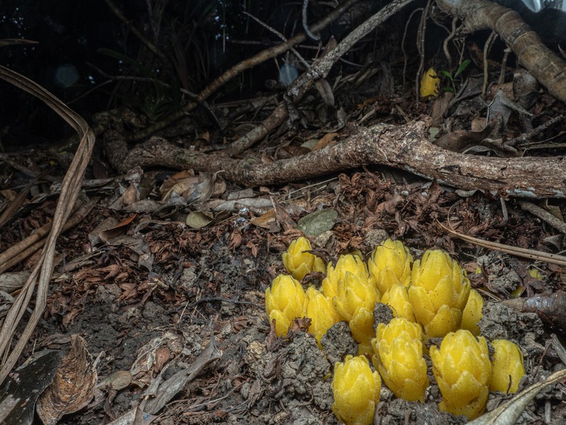 Orobanche boninsimae photo 4