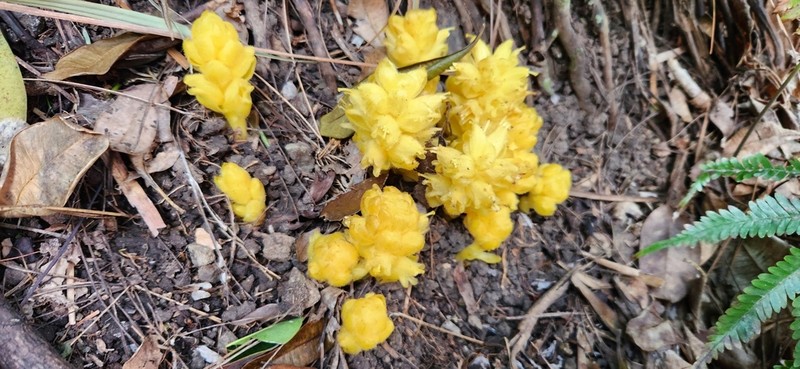 Orobanche boninsimae photo 5