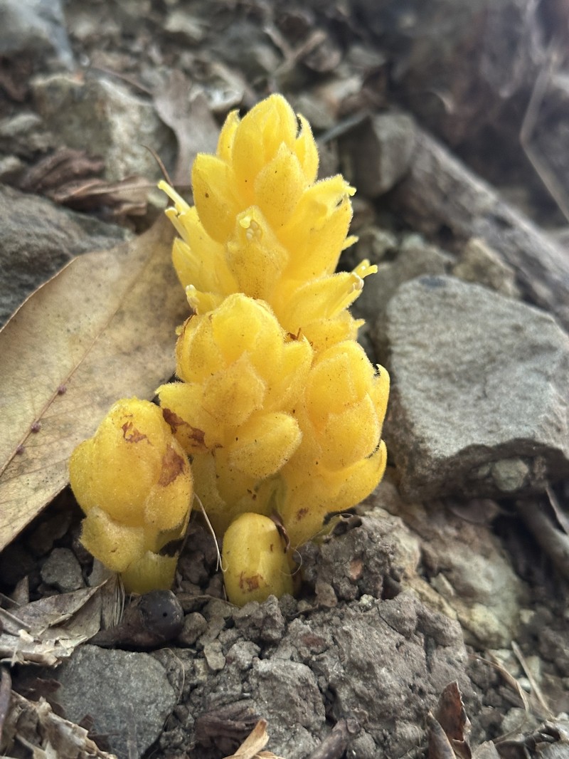 Orobanche boninsimae photo 6