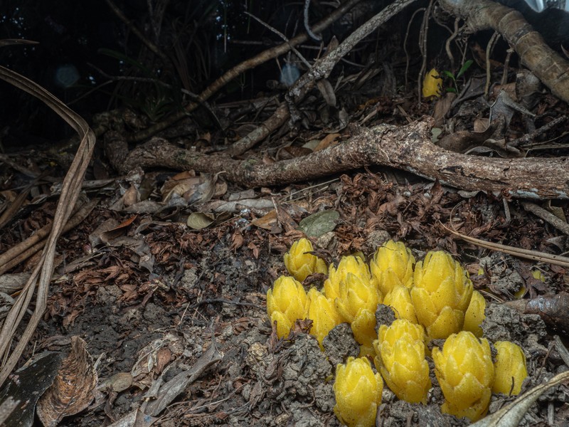 Orobanche boninsimae photo 7